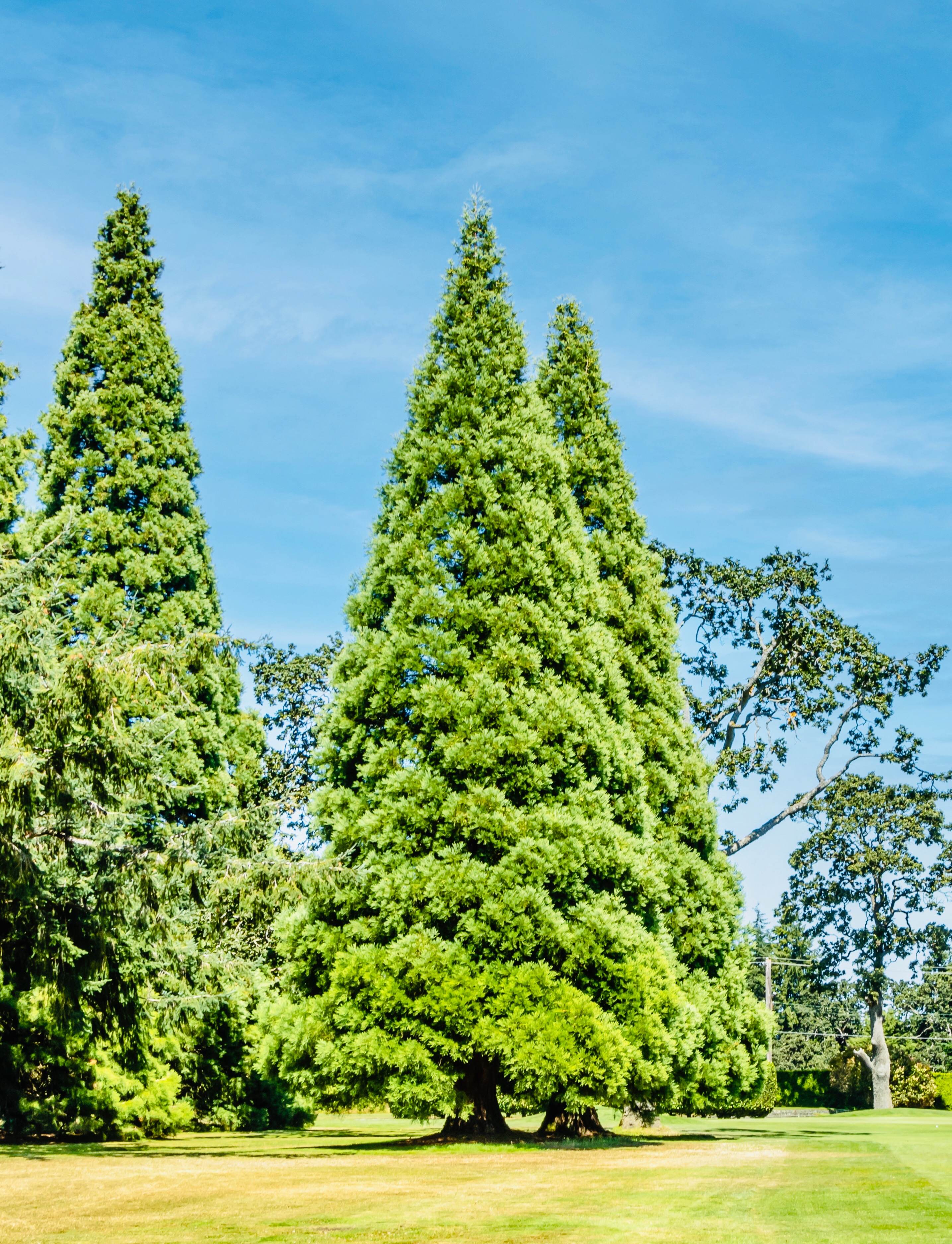 SEQUOIA ON 6_2022