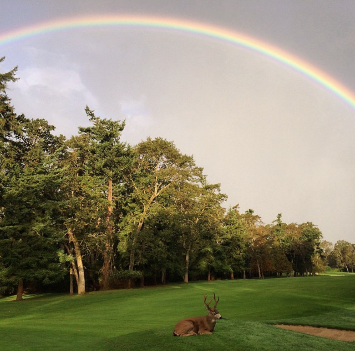 RAINBOW AND DEER ON 12 BG_2022