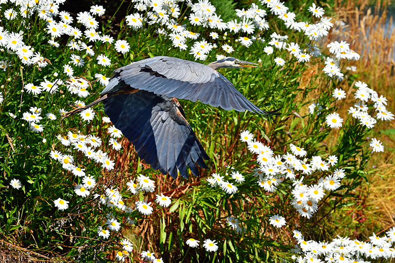 Heron in Shasta Daisies