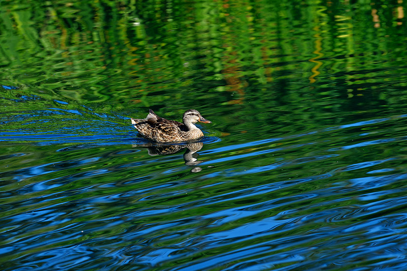 Mallard swimming