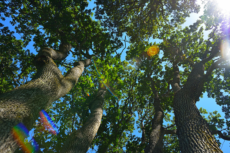 Garry Oak copse